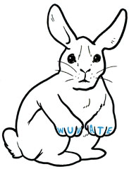 wackybunny.jpg
